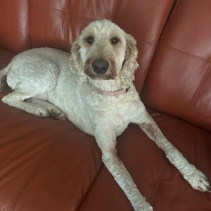 Meet your Posher, Spencer